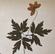Planche de l'Herbier Guittot, Anémone des Bois (Anemone nemorosa L.)