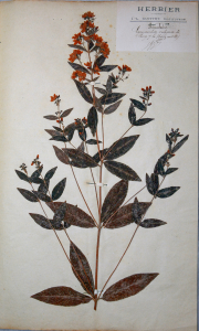 Planche de Lysimachia vulgaris L. extraite de l'Herbier Guittot