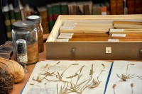 Herbiers et collections botaniques (Photo Cédric Paquereau)