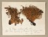 Lichens expédition Charcot - Herbier Monguillon (Herbier du Musée Vert du Mans), photo Musées du Mans