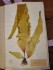 Planche extraite de l'exemplaire personnel de Lloyd des "Algues de l'Ouest de la France"(Muséum des Sciences Naturelles d'Angers) Licence CC-By SA S. Bazan