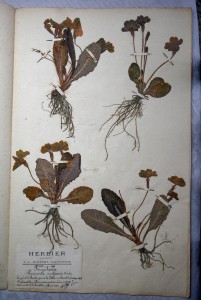 Planche de Primula vulgaris Huds extraite de l'Herbier Guittot