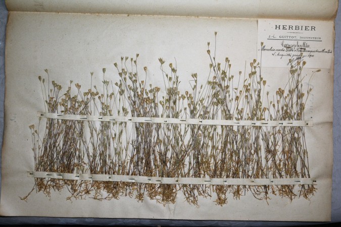 Planche de Maenchia erecta Ehrh. extraite de l'Herbier Guittot